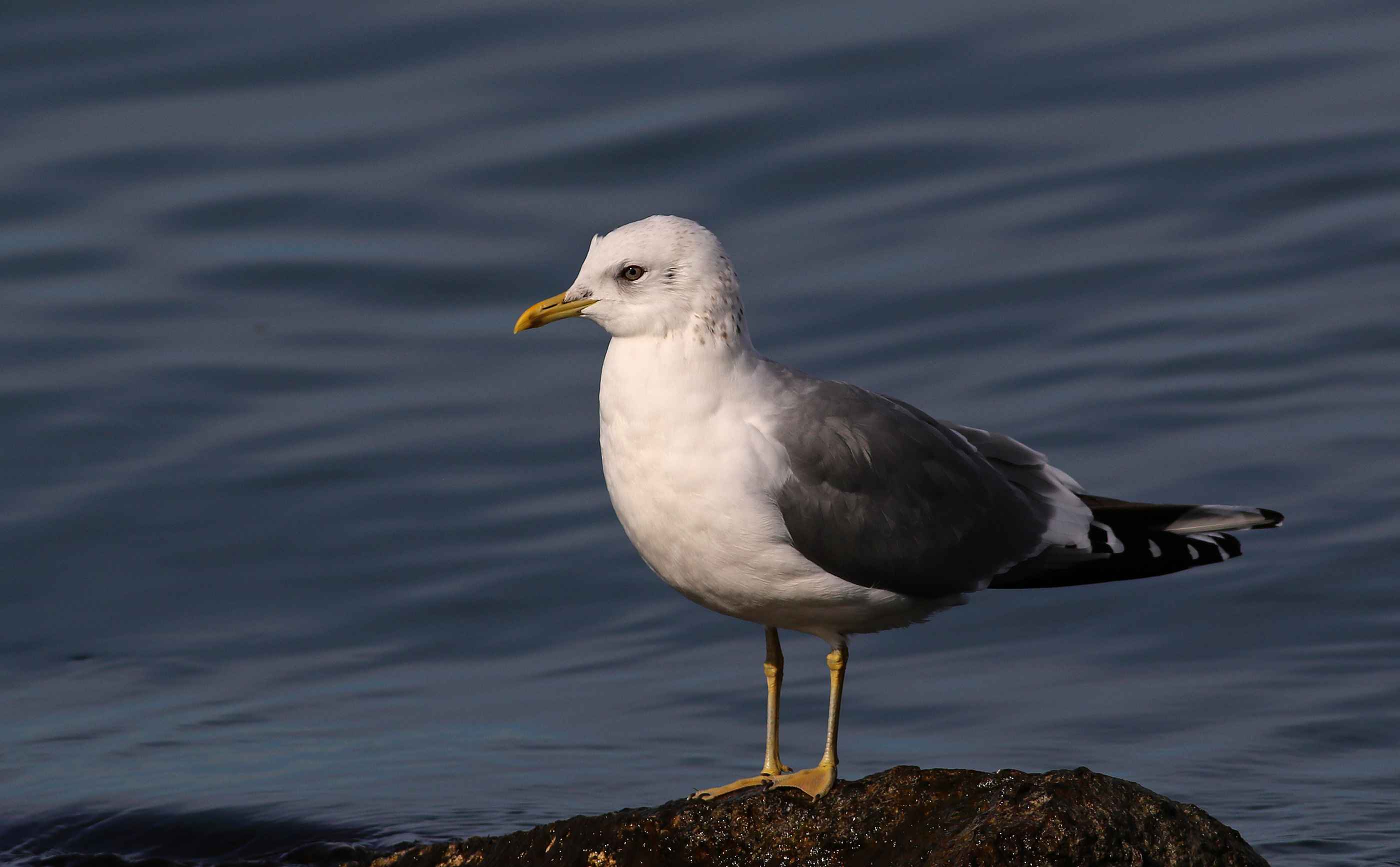 Mew Gull